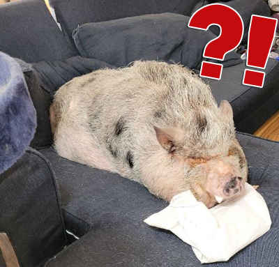 Pigs in Your Customers