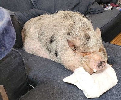 This 250&##x23; pig is a beloved member of this family&##x27;s household