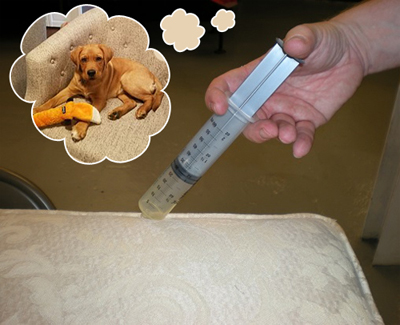 Four Steps For Treating Pet Odor Challenges in Upholstery