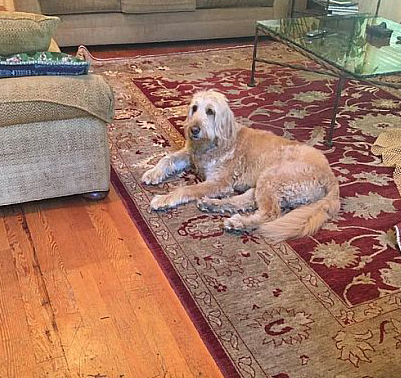 Pets Are Changing The Cleaning Industry