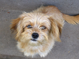 Pets Are Changing The Cleaning Industry&##x21;