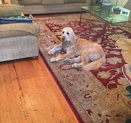THIS BIG GUY LOVES THIS AREA RUG&##x21;&##x21;&##x21;