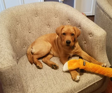 Two Reasons Pet Odor Problems in Upholstery Are Unique