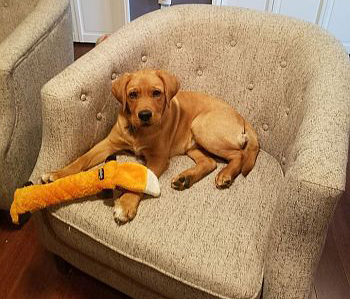 Dog Feces Now Subject to DNA Testing
