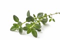 1749 -- Benefect - Botanical Disinfection Technology
