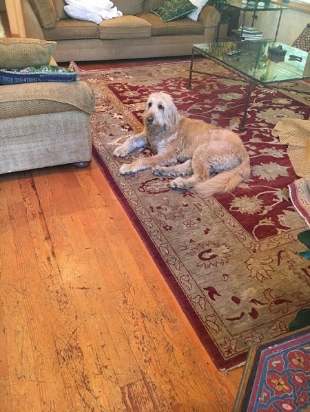 Can You Clean Area Rugs in the Home