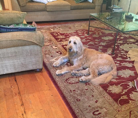 Pet Odors - Your Ticket To Higher Profits