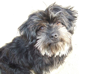 This four legged family member- often leaves more urine deposits than their owners realize