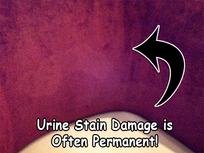 Urine Odor and Stain Problems. Perfect is the Enemy of Good