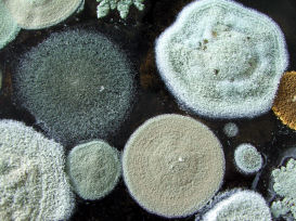 Mold Remediation